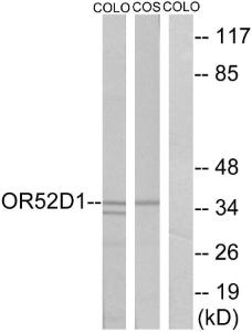 Western blot analysis of lysates from COLO and COS7 cells using Anti-OR52D1 Antibody The right hand lane represents a negative control, where the antibody is blocked by the immunising peptide