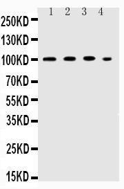 Anti-ICAM-1 Polyclonal Antibody