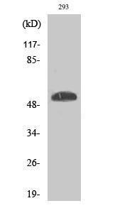 Western blot analysis of various cells using Anti-p53 (phospho Ser46) Antibody