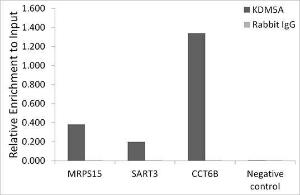 Chromatin immunoprecipitation (ChIP) analysis of extracts of HCT116 cells