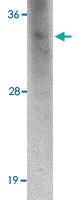 Anti-ORAI3 Mouse Monoclonal Antibody [clone: 2H2G9]