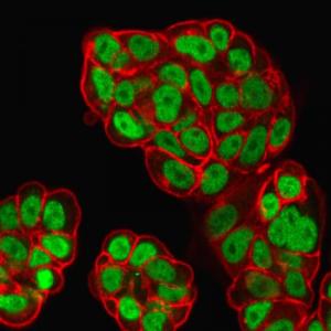 Immunofluorescent analysis of PFA fixed MCF-7 cells stained with Anti-FOXA1 Antibody [FOXA1/1519] followed by Goat Anti-Mouse IgG (CF and #174; 488) (Green). Counterstain is Phalloidin