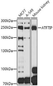 Western blot analysis of extracts of various cell lines, using Anti-MCAF1 Antibody (A8620) at 1:1,000 dilution