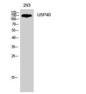 Western blot analysis of 293 cells using Anti-USP40 Antibody