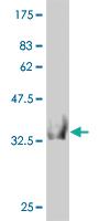 Anti-HOOK2 Mouse Monoclonal Antibody [clone: 1E10]