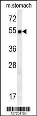 Anti-SPATA18 Rabbit Polyclonal Antibody