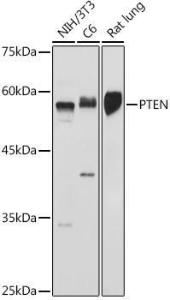 Western blot analysis of extracts of various cell lines, using Anti-PTEN Antibody (A93003) at 1:500 dilution. The secondary antibody was Goat Anti-Rabbit IgG H&L Antibody (HRP) at 1:10,000 dilution.