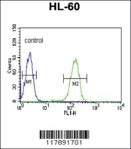 Anti-PLVAP Rabbit Polyclonal Antibody