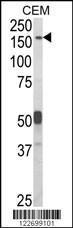 Anti-CNTNAP2 Rabbit Polyclonal Antibody (Biotin)