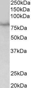 Anti-SIM1 Antibody (A84909) (1 µg/ml) staining of HEK293 lysate (35 µg protein in RIPA buffer). Primary incubation was 1 hour. Detected by chemiluminescence