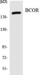 Western blot analysis of the lysates from HeLa cells using Anti-BCOR Antibody