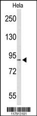 Anti-COG2 Rabbit Polyclonal Antibody