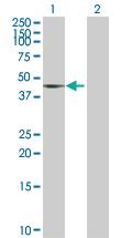 Anti-TSC22D4 Mouse Polyclonal Antibody