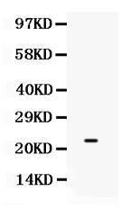 Anti-SECTM1 Rabbit Polyclonal Antibody