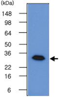 Anti-GMNN Mouse Monoclonal Antibody [clone: 2H7]