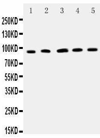 Anti-ICAM-1 Polyclonal Antibody