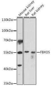 Western blot analysis of extracts of various cell lines, using Anti-Emi1 Antibody (A307837) at 1:1,000 dilution