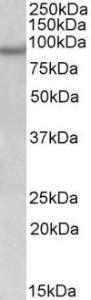 Anti-NPAS4 Antibody (A84910) (0.3µg/ml) staining of Human Frontal Cortex lysate (35µg protein in RIPA buffer). Primary incubation was 1 hour. Detected by chemiluminescence.