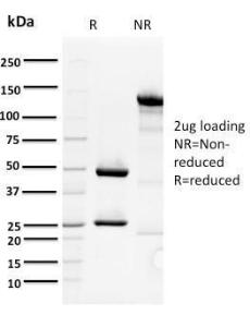 Antibody anti-ORC1 7F61 100 µg