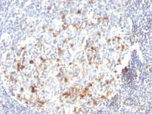 Immunohistochemical analysis of formalin-fixed, paraffin-embedded human tonsil using Anti-CD57 Antibody [HNK-1 or Leu-7]