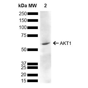 Western blot analysis of rat liver showing detection of 55.7 kDa AKT1 protein using Anti-AKT1 Antibody (A305050) at 1:1000 for 2 hours at room temperature with shaking. Load: 15 µg. Block: 5% Skim Milk powder in TBST.