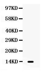 Anti-XCL1 Rabbit Polyclonal Antibody