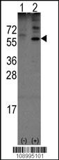 Anti-OLFM1 Rabbit Polyclonal Antibody