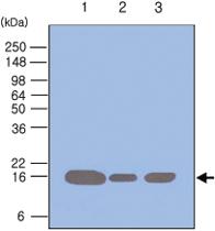 Anti-PIN1 Mouse Monoclonal Antibody [clone: 3G8]