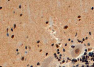 Anti-ARRB2 Antibody (A83294) (4 µg/ml) staining of paraffin embedded Human Cerebellum. Steamed antigen retrieval with citrate buffer pH 6, HRP-staining