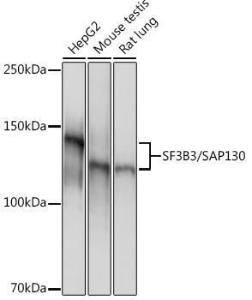 Western blot analysis of extracts of various cell lines, using Anti-SF3B3 Antibody [ARC1667] (A309080) at 1:1,000 dilution