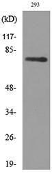 Western blot analysis of lysate from 293 cells using Anti-BCL6 Antibody