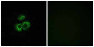 Immunofluorescence analysis of MCF7 cells using Anti-OR52D1 Antibody The right hand panel represents a negative control, where the antibody was pre-incubated with the immunising peptide