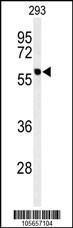 Anti-PPM1G Rabbit Polyclonal Antibody (FITC (Fluorescein))