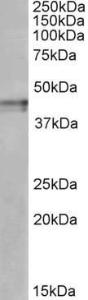 Anti-OPRK1 Antibody (A84911) (1µg/ml) staining of Human Cerebral Cortex lysate (35µg protein in RIPA buffer). Primary incubation was 1 hour. Detected by chemiluminescence.