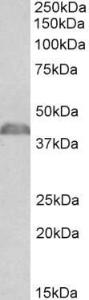 Anti-Ncf1 Antibody (A84912) (0.03µg/ml) staining of Mouse Thymus lysate (35µg protein in RIPA buffer). Primary incubation was 1 hour. Detected by chemiluminescence.