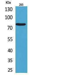 Western blot analysis of 293 cells using Anti-BCL6 Antibody