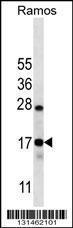 Anti-CO040 Rabbit Polyclonal Antibody (FITC (Fluorescein Isothiocyanate))