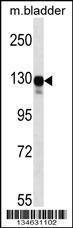 Anti-MAP3K6 Rabbit Polyclonal Antibody (Biotin)