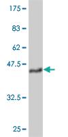 Anti-TEK Mouse Monoclonal Antibody [clone: 4G9]