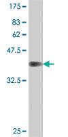 Anti-PTBP3 Mouse Polyclonal Antibody