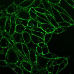 Membrane stains, CellBrite™ Fix