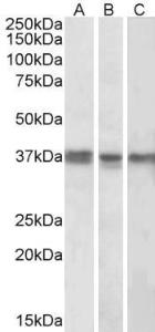 Anti-POLDIP2 Antibody (A84914) (1µg/ml) staining of K562 (A), MCF7 (B) and Mouse Liver (C) lysates (35µg protein in RIPA buffer). Primary incubation was overnight at 4C. Detected by chemiluminescence.