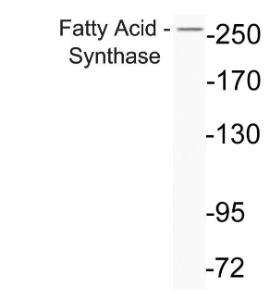 Western blot analysis of lysate from A549 cells. using Anti-Fatty Acid Synthase Antibody