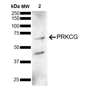 Anti-PKC gamma Rabbit Polyclonal Antibody