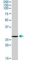 Anti-PSME2 Goat Polyclonal Antibody