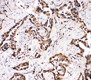 Anti-APLP1 Rabbit Polyclonal Antibody