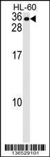 Anti-MS4A7 Rabbit Polyclonal Antibody (APC (Allophycocyanin))