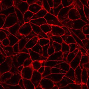 Membrane stains, CellBrite™ Fix