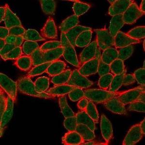 Immunofluorescent analysis of PFA-fixed HeLa cells stained with Anti-AGO3 Antibody [PCRP-AGO3-1C5] followed by Goat Anti-Mouse IgG (CF&#174; 488) (Green). CF&#174; 640A Phalloidin (Red).