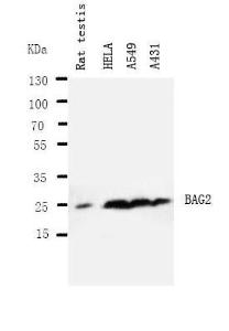 Anti-BAG2 Rabbit Polyclonal Antibody